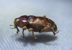 Mitrastethus baridioides