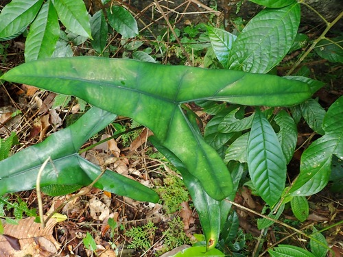 Alocasia Wongii Inaturalist