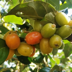 Elaeagnus conferta