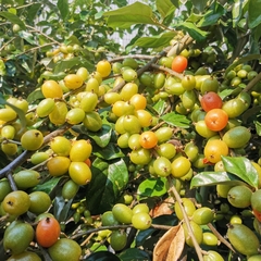 Elaeagnus conferta