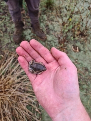 Limnodynastes dumerilii dumerilii