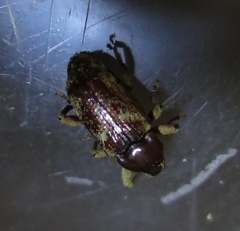 Mitrastethus baridioides