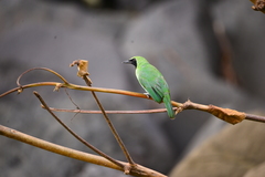 Chloropsis sonnerati