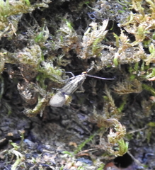 Esperia sulphurella