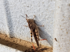 Spharagemon cristatum