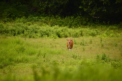 Bos javanicus