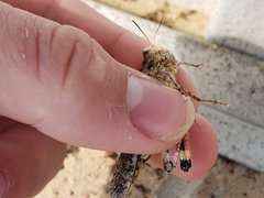 Spharagemon cristatum