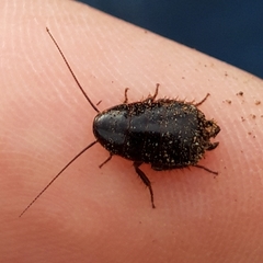 Loboptera canariensis