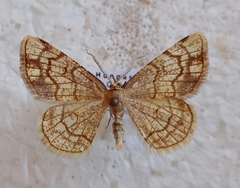 Stegania dilectaria