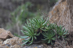 Dudleya anomala