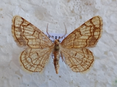 Stegania dilectaria
