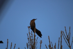 Quiscalus mexicanus