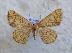 Stegania dilectaria