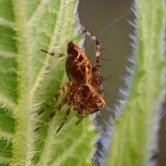 Oxyopes scalaris