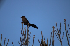 Quiscalus mexicanus