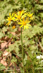 Tephroseris crispa