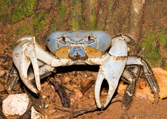 Tuerkayana celeste
