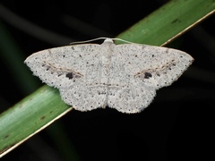Taxeotis perlinearia