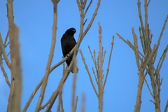 Agelaius phoeniceus