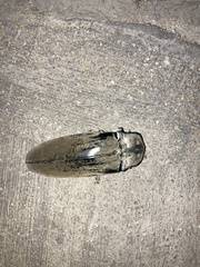 Tetralobus flabellicornis