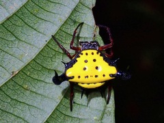 Actinacantha globulata