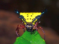 Actinacantha globulata