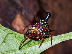Actinacantha globulata
