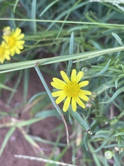 Senecio harveianus