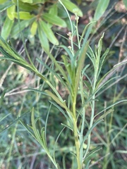 Senecio harveianus