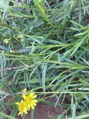 Senecio harveianus