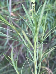 Senecio harveianus