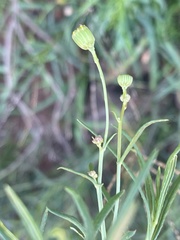 Senecio harveianus
