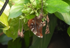 Doleschallia bisaltide