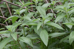 Aldama buddlejiformis