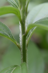 Aldama buddlejiformis