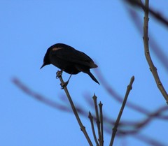 Agelaius phoeniceus