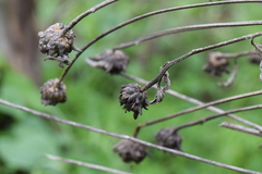 Aldama buddlejiformis