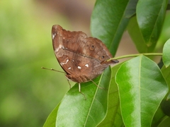 Doleschallia bisaltide