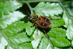 Paratrichius nomurai