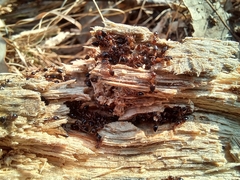 Crematogaster matsumurai