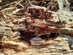 Crematogaster matsumurai