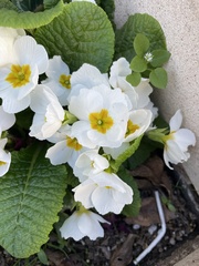 Primula