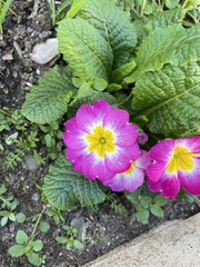 Primula
