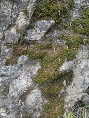 Andreaeobryum macrosporum