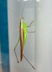 Conocephalus upoluensis