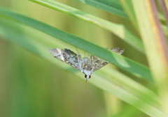 Nacoleia rhoeoalis