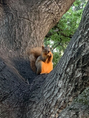 Sciurus niger