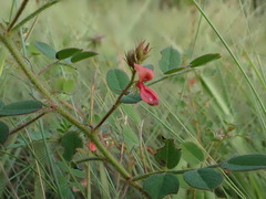 Indigofera adenoides