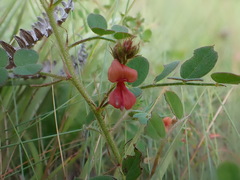 Indigofera adenoides