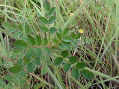 Indigofera adenoides